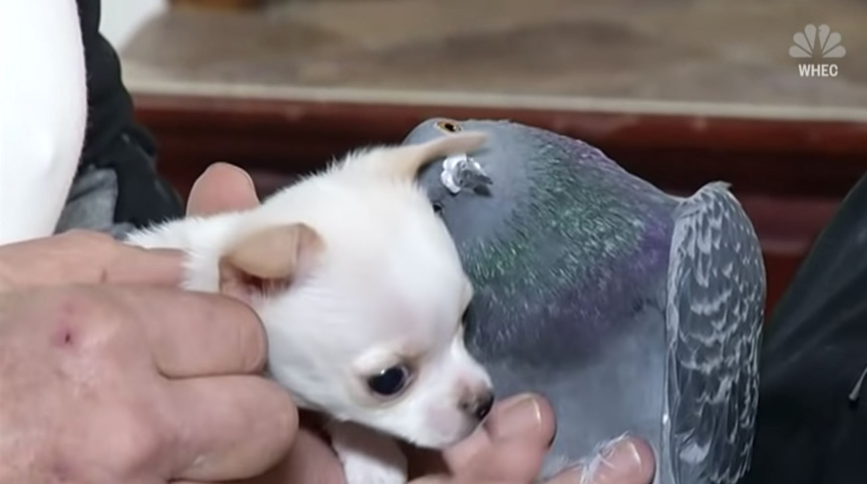 Puppy That Can't Walk befriends Pigeon That Can't Fly